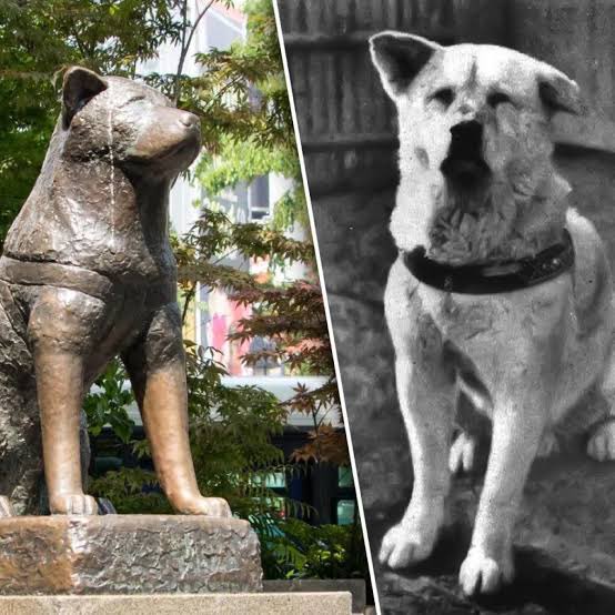 Hachiko tweet media