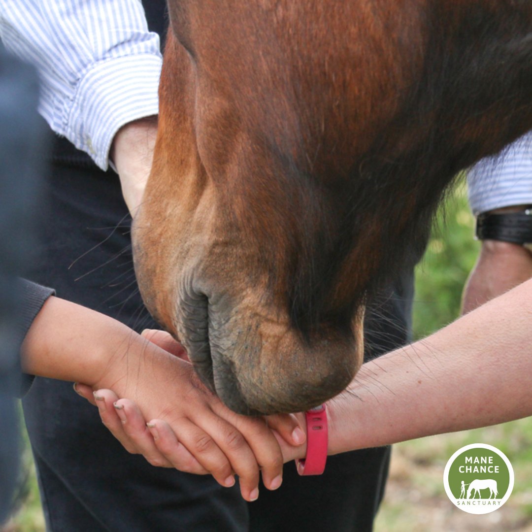 Did you know you can become a Friend of Mane Chance? We have 2 different options, both of which support our work with rescue horses and ponies, plus the opportunities we offer to those in our community who benefit from spending time with our animals.