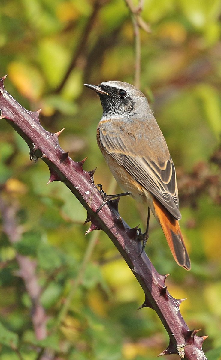 Another good day here @RSPBTITCHWELL with some great birds out on the reserve - Redstart, Barnacle Geese, Tawny Owl, Sedge Warbler, Reed Warbler, Spoonbill & Brambling all showing really well !!🤘👍 📸 - Redstart 📸📸 - Photo credit - Les Bunyan