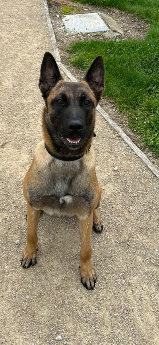 PD Alan, Aka Ali the Mali, was in fine form assisting Chesterfield officers in the early hours of yesterday morning. PD Alan and his pearly whites helped arrest a violent male for a number of offences #OneInTheCells #GoodBoy