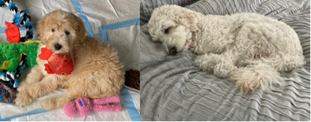 David Lee tweet media