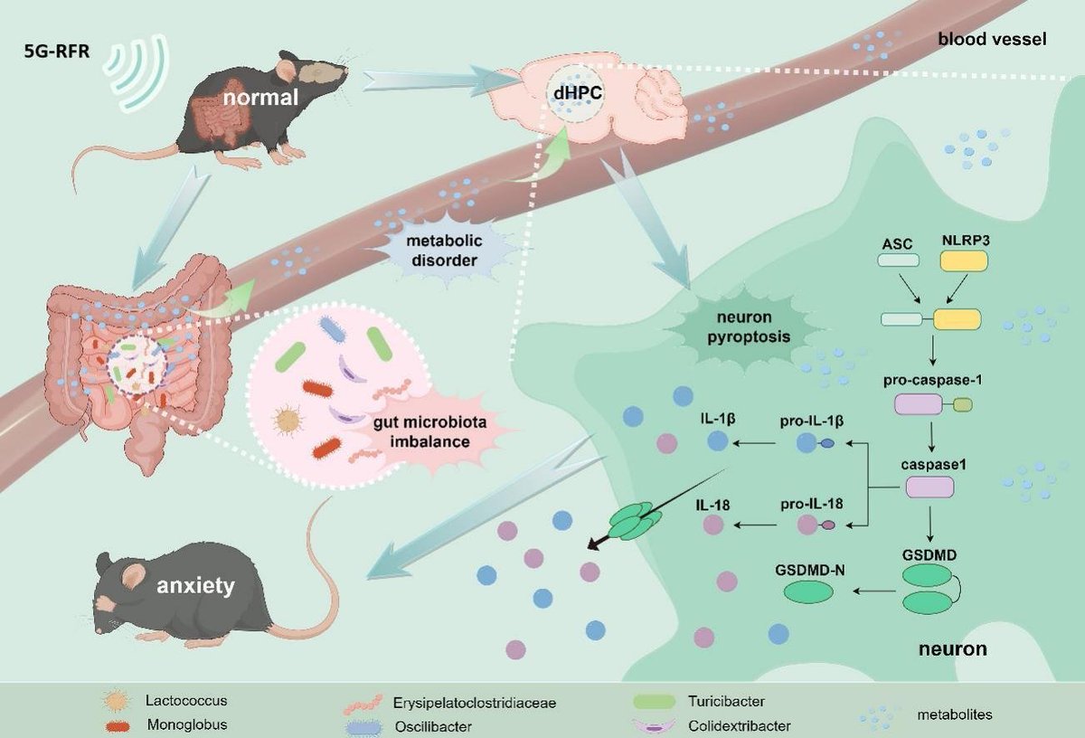 •3.5 GHz RFR induced #anxiety-like behaviour •3.5 GHz led to an alteration of #intestinal flora •3.5 GHz resulted in #gut-#brain #metabolic disorders in mice •3.5 GHz aused NLRP3-dependent neuronal pyroptosis in CA3 of dorsal hippocampus sciencedirect.com/science/articl… @Grimhood