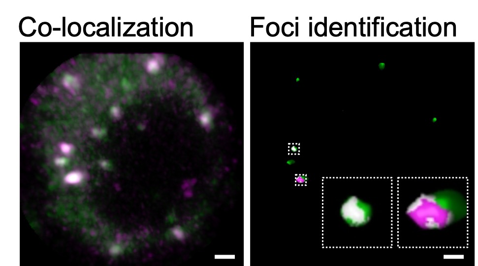 Geng-Jen Jang (@geng_jen) on Twitter photo I'm glad to share that one of my projects in <a href="/CarolineDeanLab/">Caroline Dean</a> is now published on bioRxiv. Thanks to all authors! We have used several approaches to characterize FCA condensates in vivo. I'm glad to share that one of my projects in <a href="/CarolineDeanLab/">Caroline Dean</a> is now published on bioRxiv. Thanks to all authors! We have used several approaches to characterize FCA condensates in vivo.