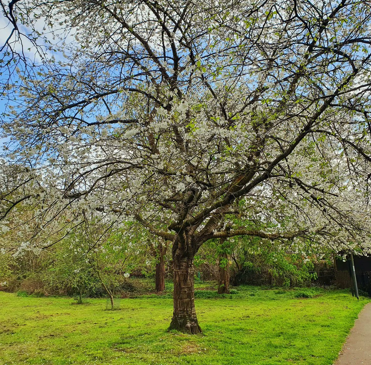 Batman_DCC27's tweet photo. UK in Spring!!! #Spring #springtime #nature #bloom #trees #birds #robin #woodpecker #parakeet #uk https://t.co/2kU4p63ZK6