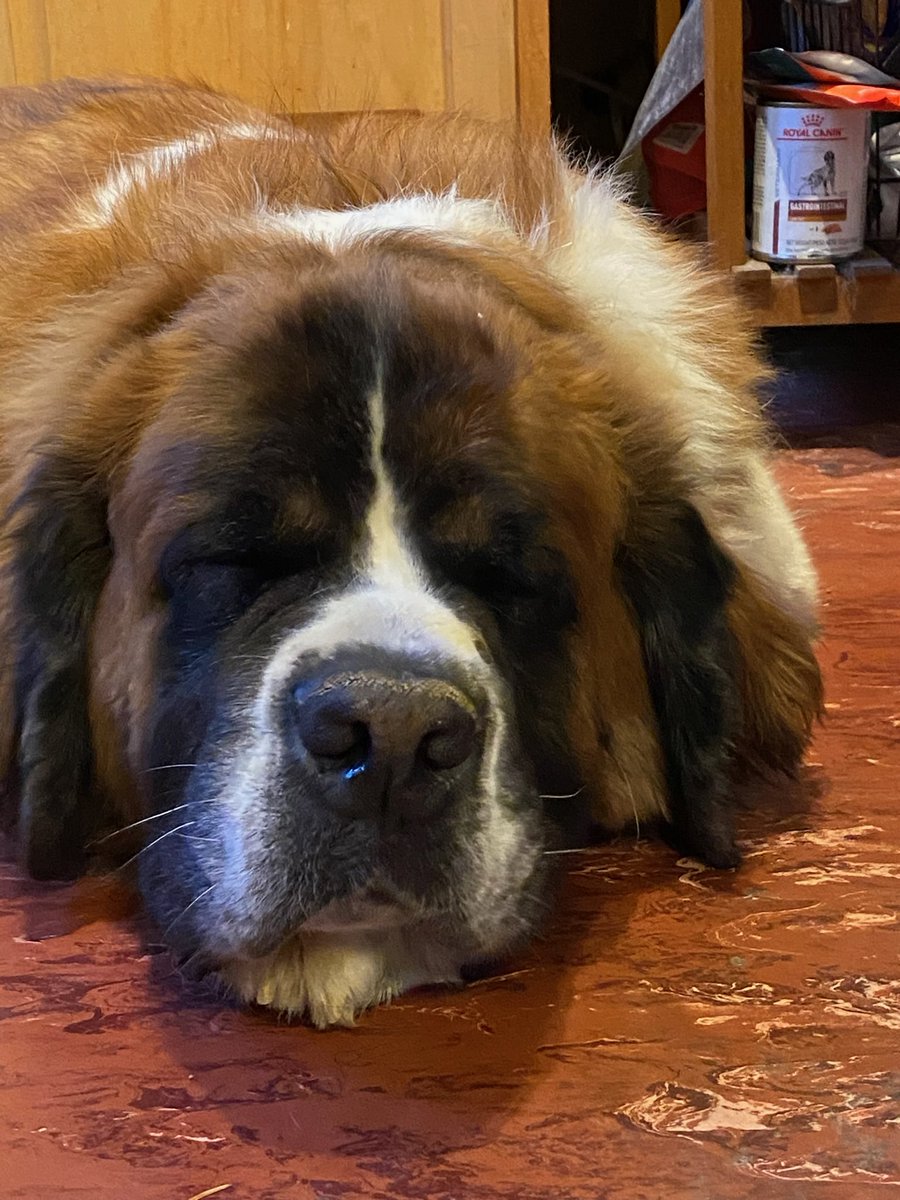 Yesterday, I went to obedience class. I was such a good boy. No photos because I was busy being good! All of those treats and praise is exhausting! I had to take a snoozel! #dogs #Dudley #StBernard #AdoptDontShop #EndBSL #banpuppymills #rescue #foster