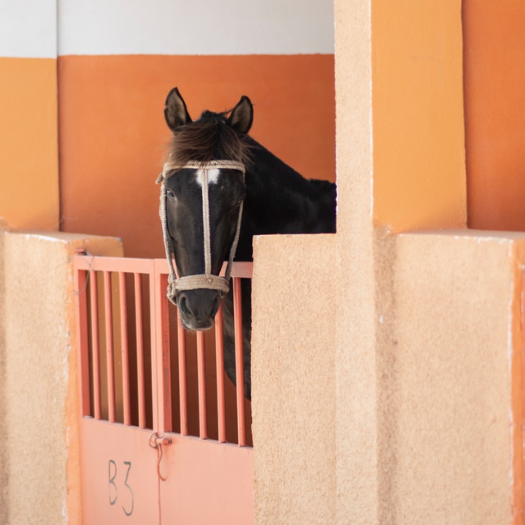 Shelters not only provide refuge for animals, but also act as hubs for help & information sharing amongst people by offering access to animal healthcare providers. We work with partner organisations to help construct shelters in areas that offer the most benefit to communities.