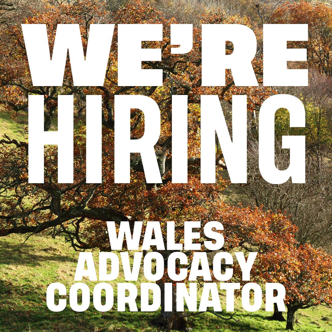 Rewilding Britain job alert 📣 Could you help mainstream rewilding into policy and practice in Wales? We’re looking for an individual with a track record of advocacy, policy or influencing work to join our team. Job description in Welsh and English 👇 rewildingbritain.org.uk/about-us/who-w…