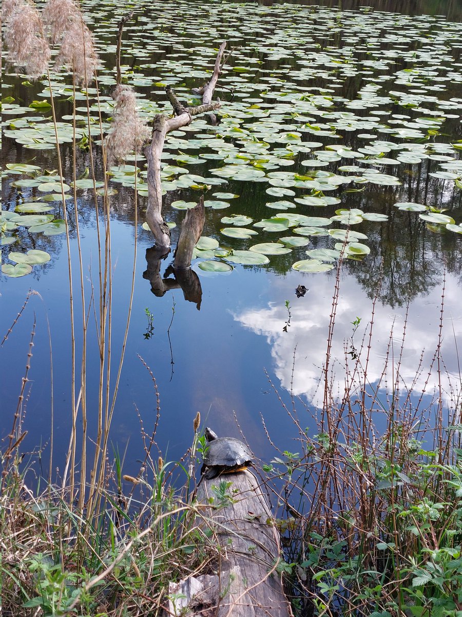 #Wasserschildkröte am #Ernst_Ludwig_Teich zwischen #Arheilgen und #Egelsbach nördlich von #Darmstadt hat den Winter gut überlebt und hat heute die Sonne genossen.