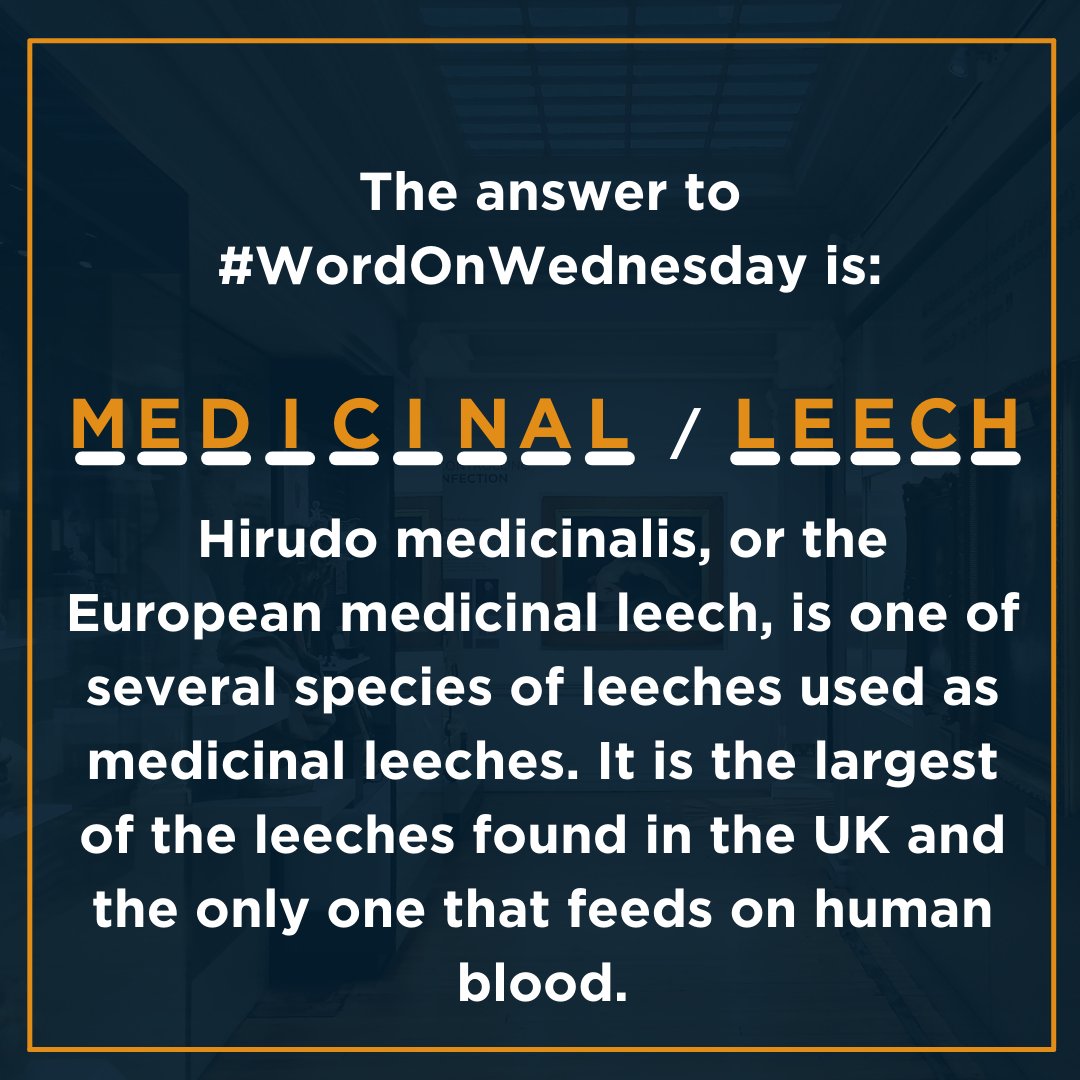 The answer to #WordOnWednesday this week is medicinal leech!