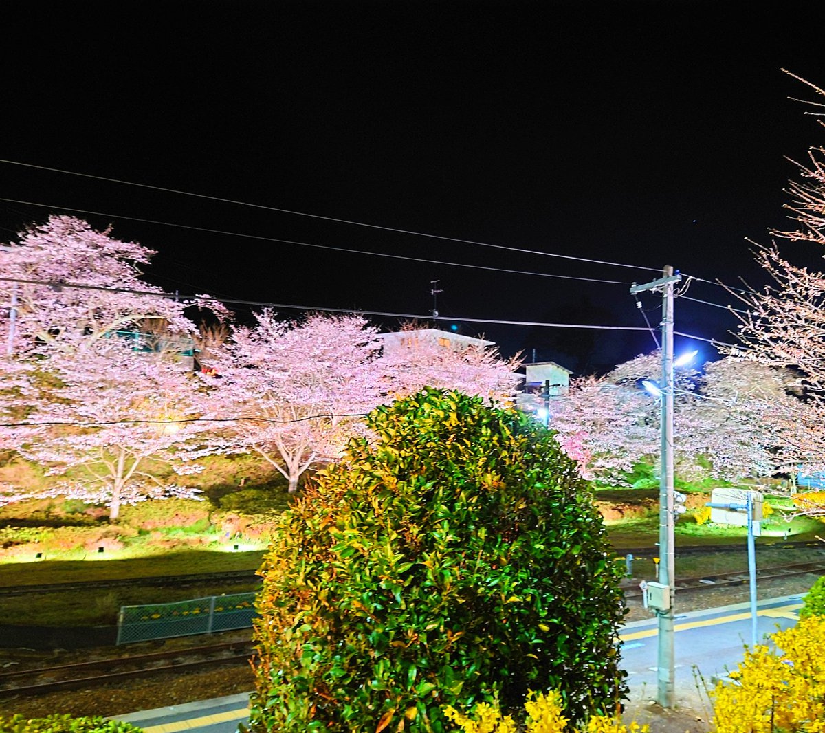 桜のステッカーと桜。
また来年もこの車と桜をみれますように…
よし！愛しのスイフトスポーツZC31S、このあと少しドライブしよっか。