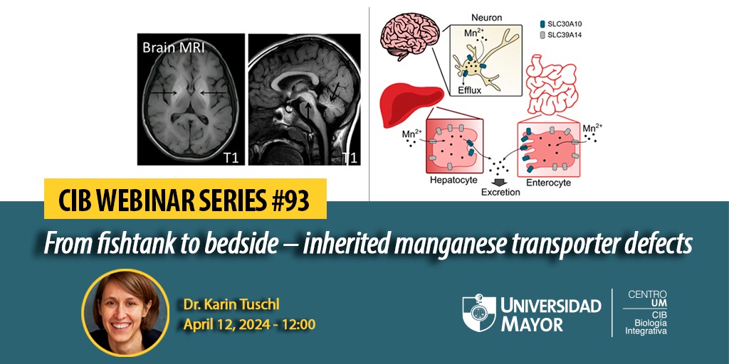 A great honor to have <a href="/KarinTuschl/">Karin Tuschl</a> presenting in the <a href="/CIBumayor/">Center for Integrative Biology U. Mayor</a> Webinar Series this friday! 
🦓🐟💕
Register in the following link 👇🏽
mayor-cl.zoom.us/j/86439830089