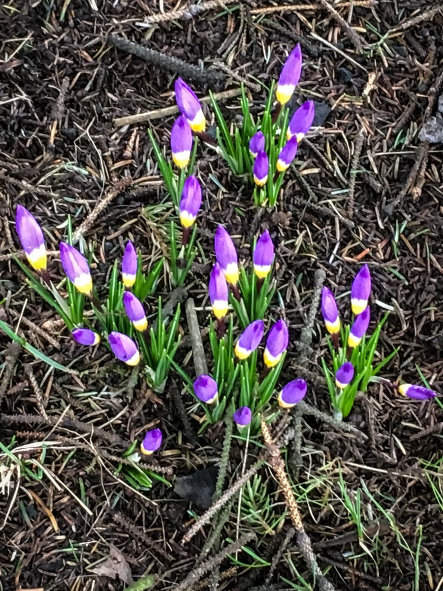 Reykjavik: first flowers of spring!

#iceland #flowers #flowerstagram #travel #justGo