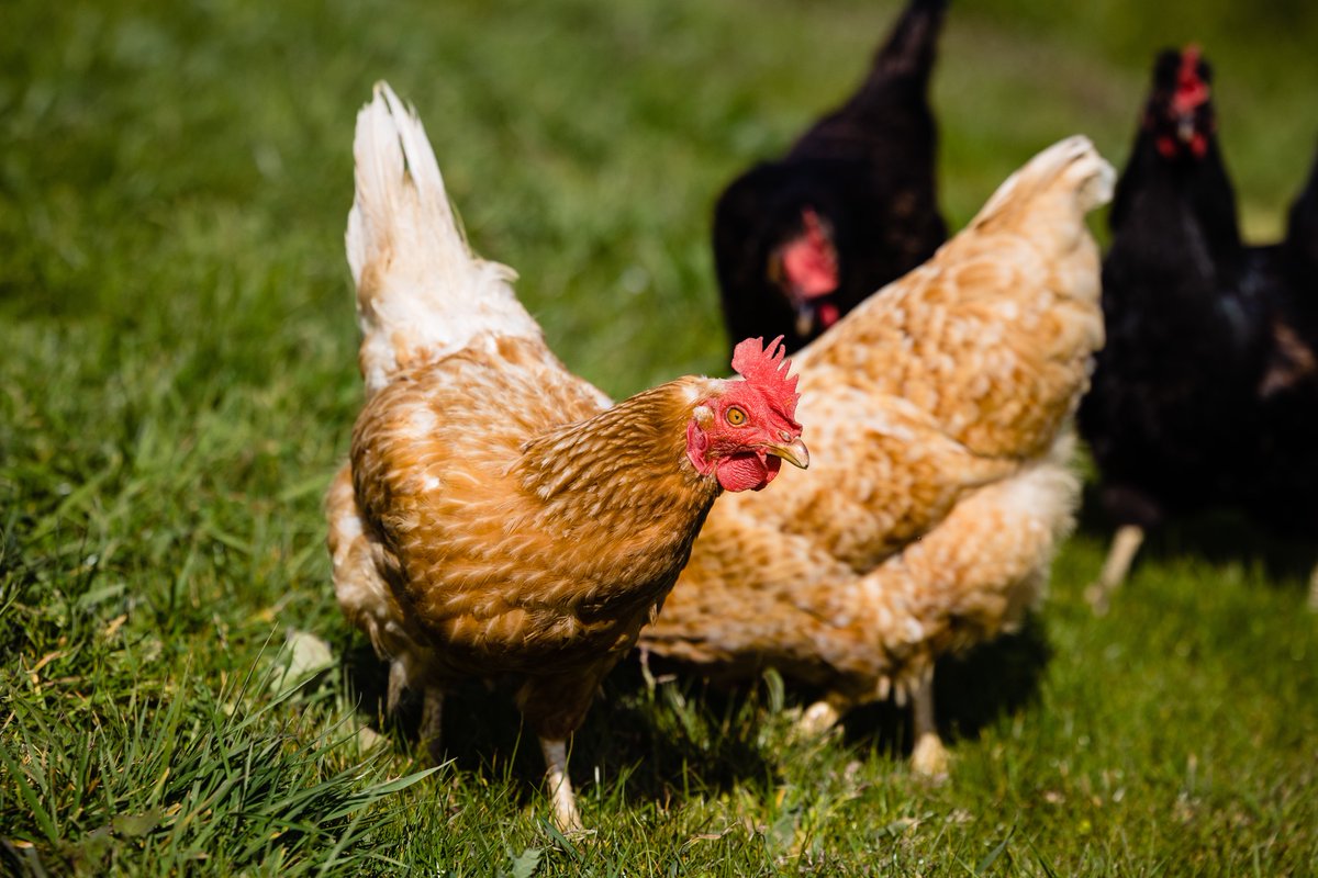 From our Ocean Garden hens to your table - choosing fresh eggs each day for breakfast is a favourite among guests! #DunmoreHouse #WestCork #ClonakiltySoul