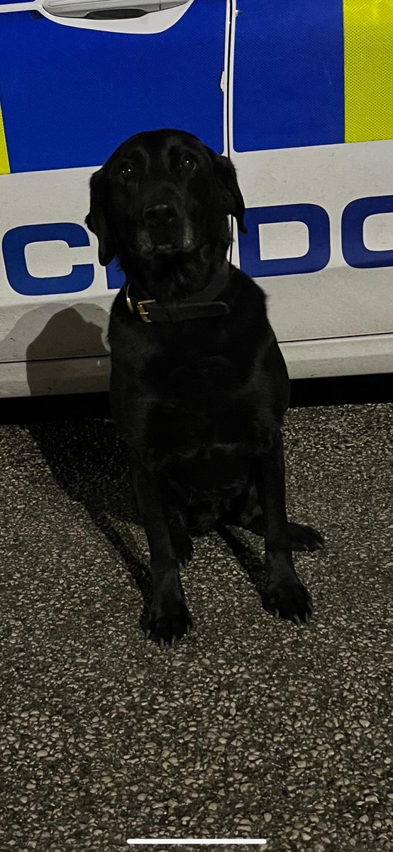 Not to be outdone by new kid on the block PD Alan, PD Sybil the matriarch of Dog Section was busy this weekend assisting #CSI. She located forensic evidence in relation to a serious sexual offence. #CleverGirl #CSIDog #TheNoseKnows