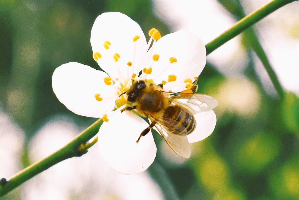 Alles Gute zur Wochenmitte! 😎🌼🐝🌼🙋 #WednesdayMotivation