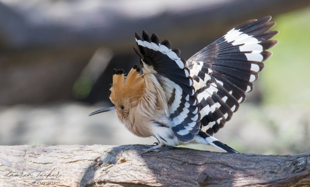 Eurasian Hoopoe - Upupa epops Cyprus 🇨🇾 April 2024 @CanonUKandIE | #cyprusbirds