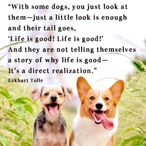 #Dogs 🐶 #Joy #Happiness via @gary_hensel RT @SwansonRodney #Quote 🖌