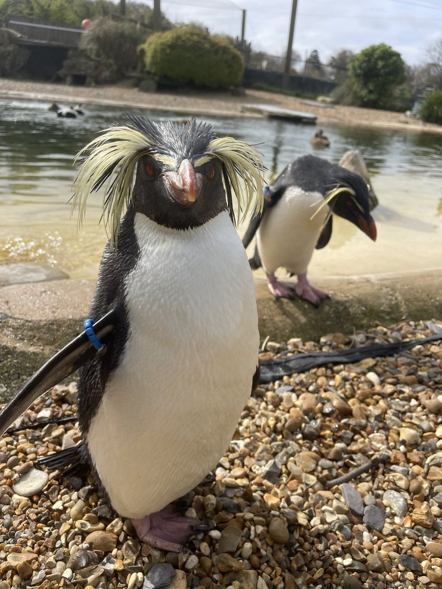 Spent a happy morning with our rockhopper penguins @ZSLWhipsnadeZoo 

Their numbers in the wild are falling, as #climate change and warmer oceans affects them.  @OfficialZSL will help ensure they don’t go extinct, but we need to tackle the root causes of their decline.