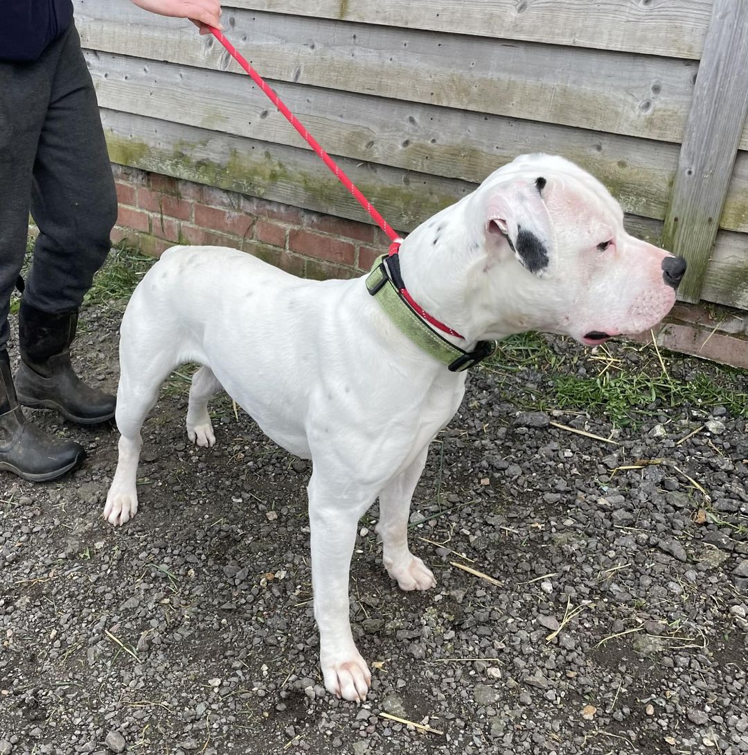 Please retweet to HELP FIND THE OWNER OR A RESCUE SPACE FOR THIS STRAY DOG FOUND #STROOD #MEDWAY #UK APRIL 7 🆘🆘🆘 Please share so the right person sees this. 'Found Dog: Male American Bulldog Microchip status: Not registered Reference: 24/01944/STDO Please contact 01634…