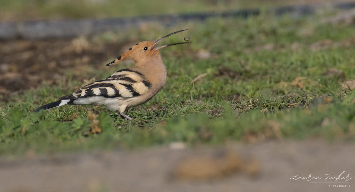 Eurasian Hoopoe - Upupa epops Cyprus 🇨🇾 April 2024 @CanonUKandIE | #cyprusbirds