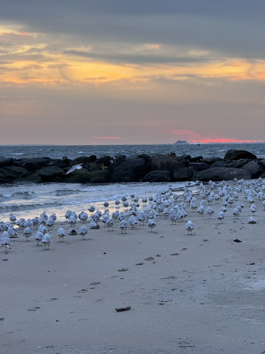 @DailyPicTheme2 Coney Island, Brooklyn , NY
#DailyPictureTheme #photograghy #ConeyIsland #AtlanticOcean #seagull