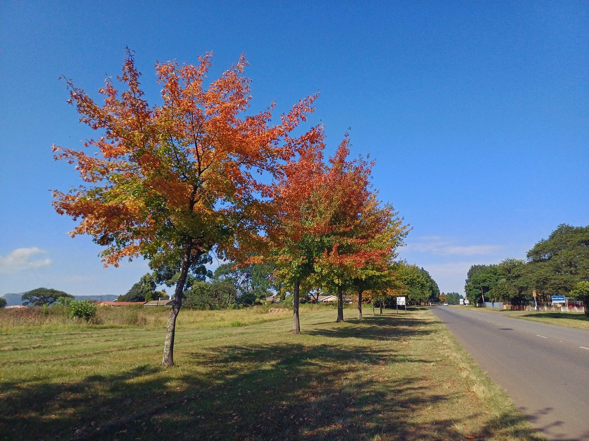 Fall '24 #Dundee #KZN #PhotographyIsArt #photographylovers #Autumn #NaturePhotography #photography