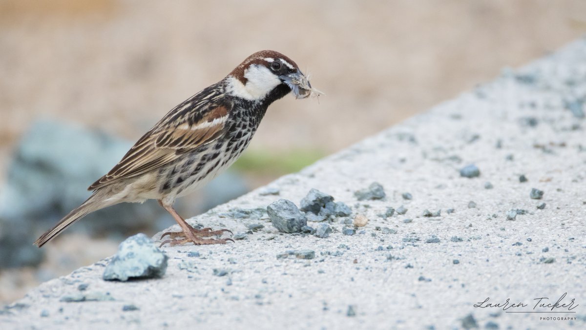 Spanish Sparrow – Passer hispaniolensis Cyprus 🇨🇾 April 2024 @CanonUKandIE | #cyprusbirds