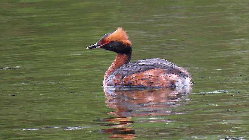 It's been many years since my last sighting of a Lincolnshire Slavonian Grebe in breeding plumage! This beauty was at the Far Ings NNR today.