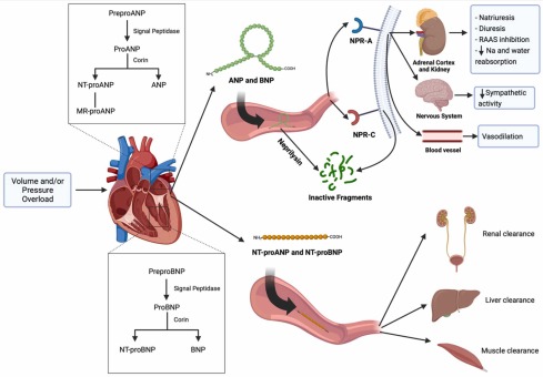 🔴 Natriuretic peptide testing strategies in heart failure: A 2023 update

sciencedirect.com/science/articl…
#CardioTwitter #CardioEd #CAAKI
#Epeeps #CardioTwitter #EHRA2024
 #CardioEd #Cardiology #FOAMed #meded #MedEd #Cardiology #CardioTwitter #cardiotwitter #cardiotwiteros #CardioEd