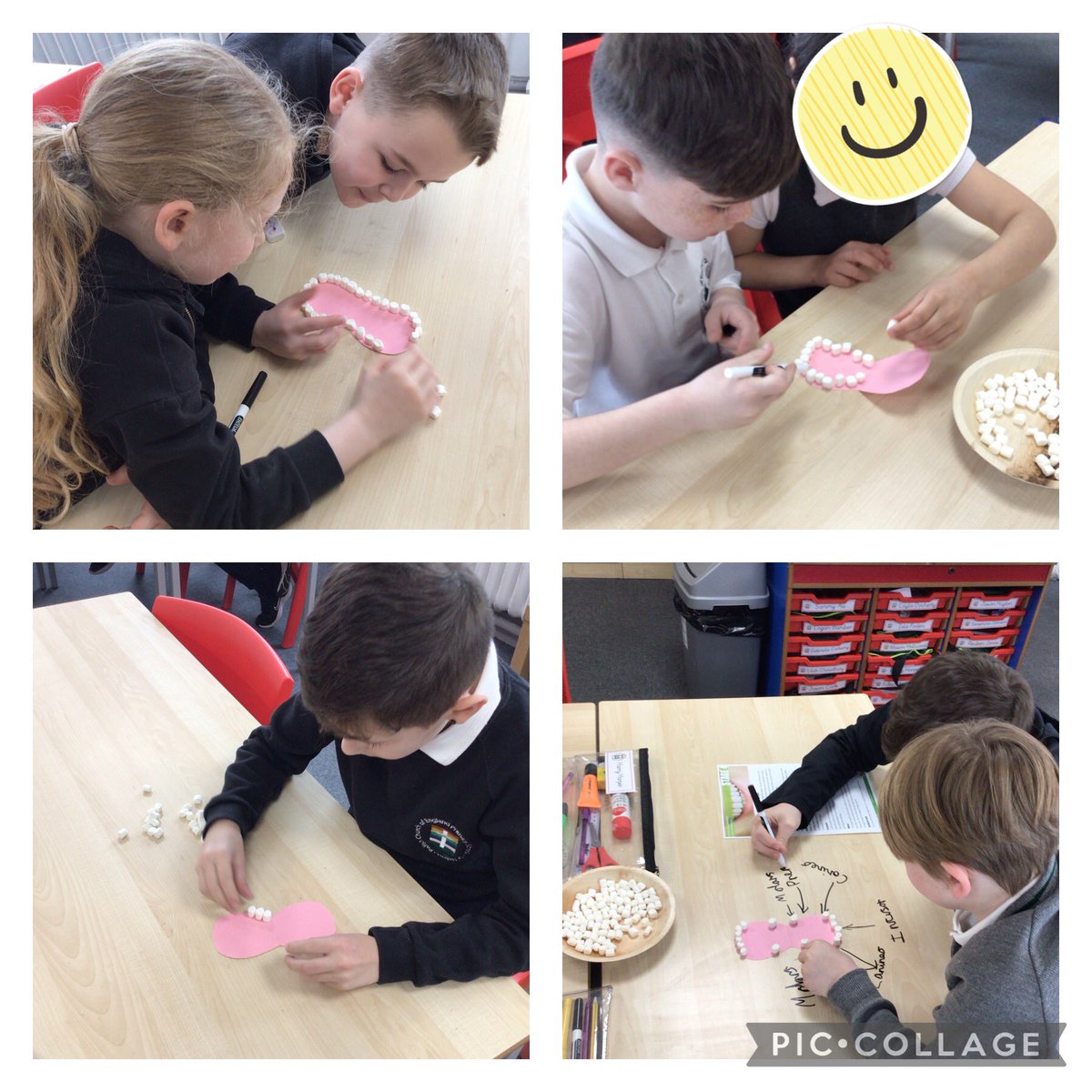 We made start on our new science unit today! The digestive system, starting with teeth and their functions! We used marshmallows to create our own set of teeth and the labelled them! Well done year 4 ☺️👏🦷😁#parishscientists #science @parishschool1