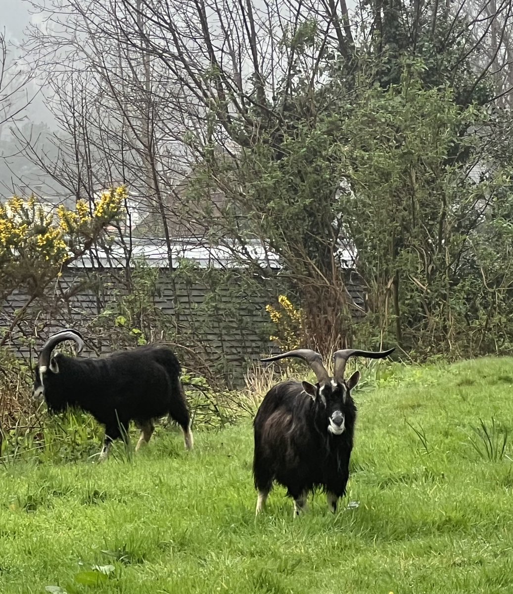 The local wildlife comes in handy when the ground’s too soaked to mow the lawn #laxey #isleofman #goats