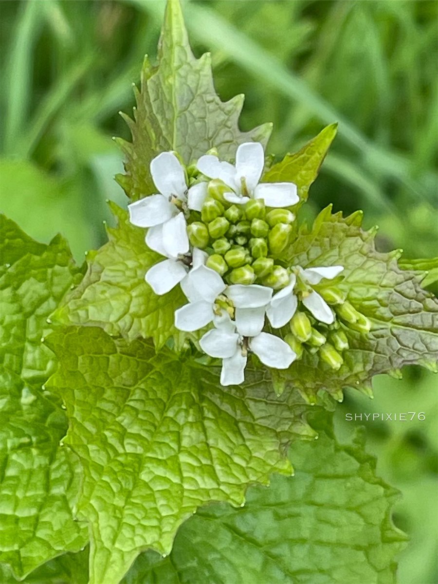 Garlic Mustard (also known as Jack-by-the-hedge), another of the #TinyFlowers and a favourite of orange-tip butterflies. 🍃💚🌿🤍🌿 #WildflowerHour #Flowers