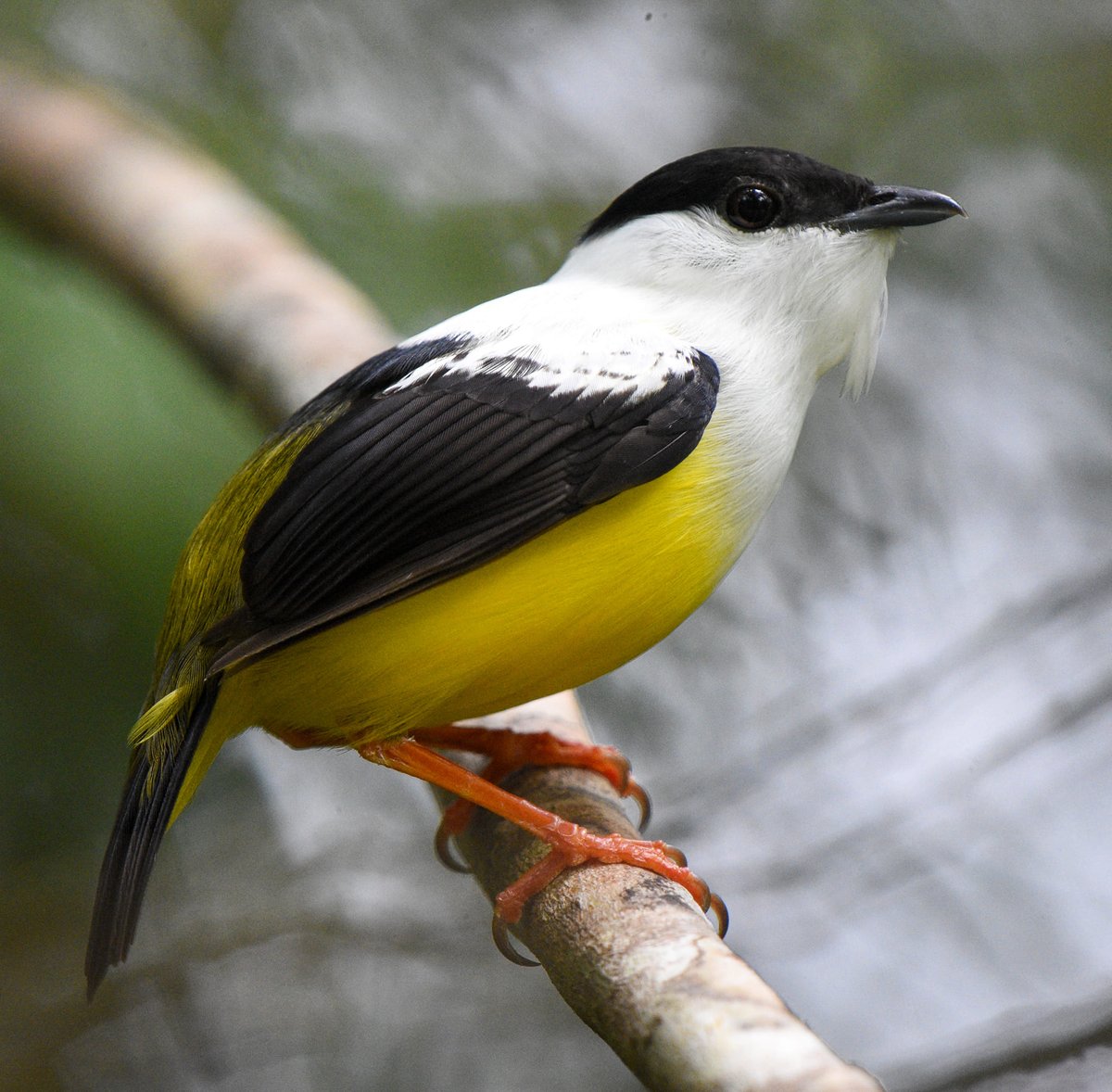 Species: White-collared Manakin (Manacus candei)
Location: Mountain Pine Ridge Forest Reserve, Belize 
Status in Belize:  Fairly common to uncommon resident 
Photo credit 📷: Luis Peña