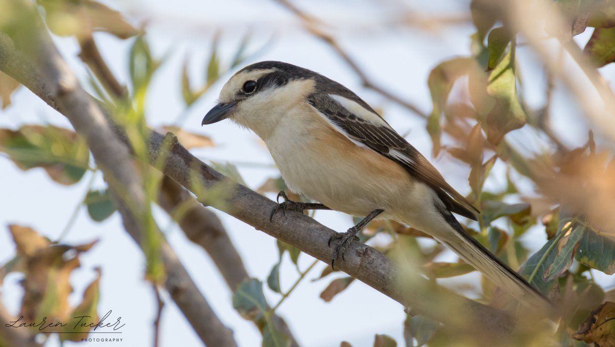 Masked Shrike - Lanius nubicus Cyprus 🇨🇾 April 2024 @CanonUKandIE | #cyprusbirds