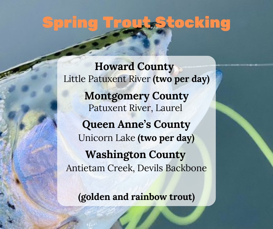 Spring Trout Stocking April 10, 2024 Find the trout stocking map and more at: dnr.maryland.gov/fisheries/Page…