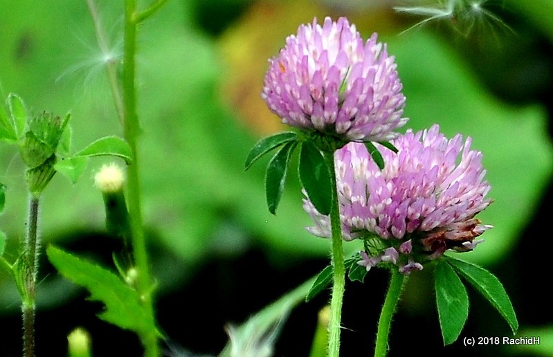 #Wildflower #RedClover #Trifolium #Tpratense #Trèfle #TrèfleViolet  #TrèfleRouge #MorrisPlains #NewJersey #NJ 

Rachid H shared a photo with you from the Flickr app! Check it out:
flic.kr/p/252M3Ge