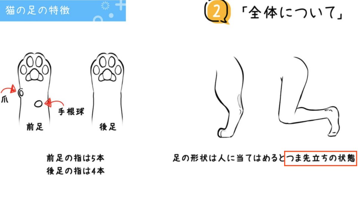 猫のしなやかな動きは流線形の流れを意識するのがオススメです❗️🐈 palmie.jp/courses/309/lp…