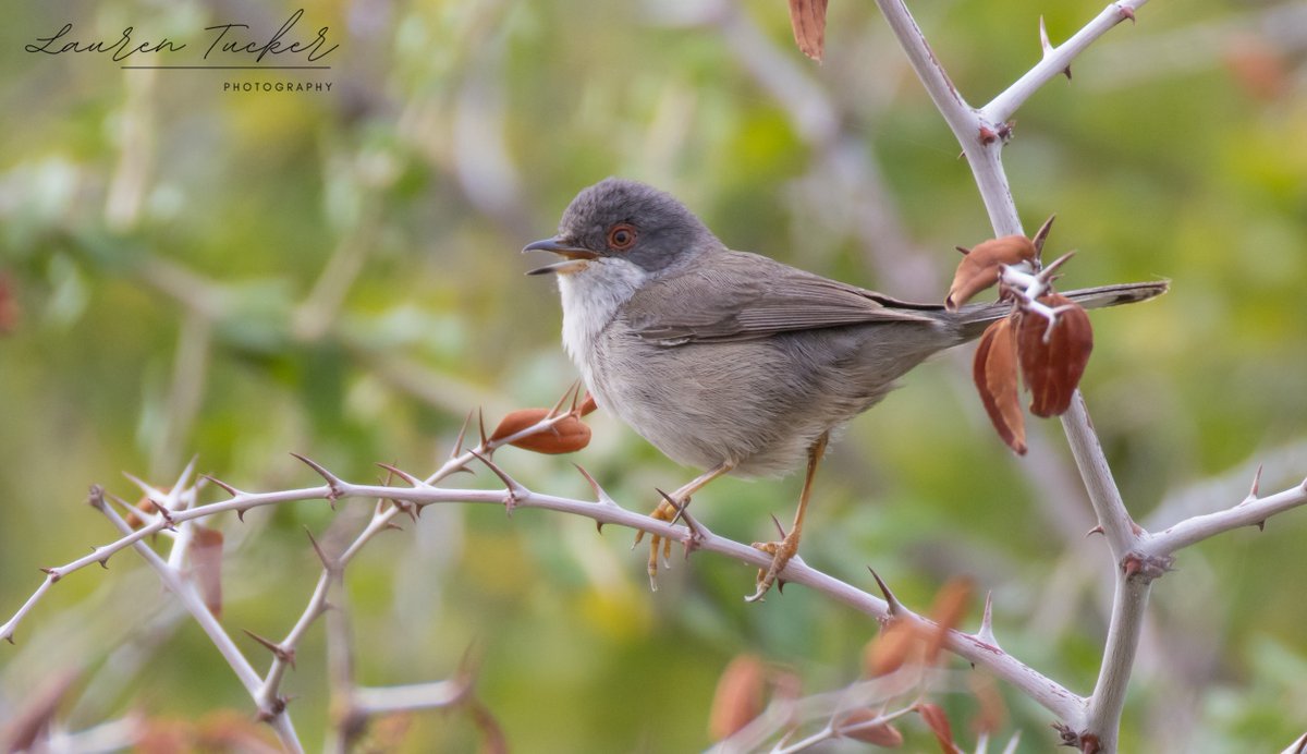 Sardinian Warbler - Curruca melanocephala Cyprus 🇨🇾 April 2024 @CanonUKandIE | #cyprusbirds