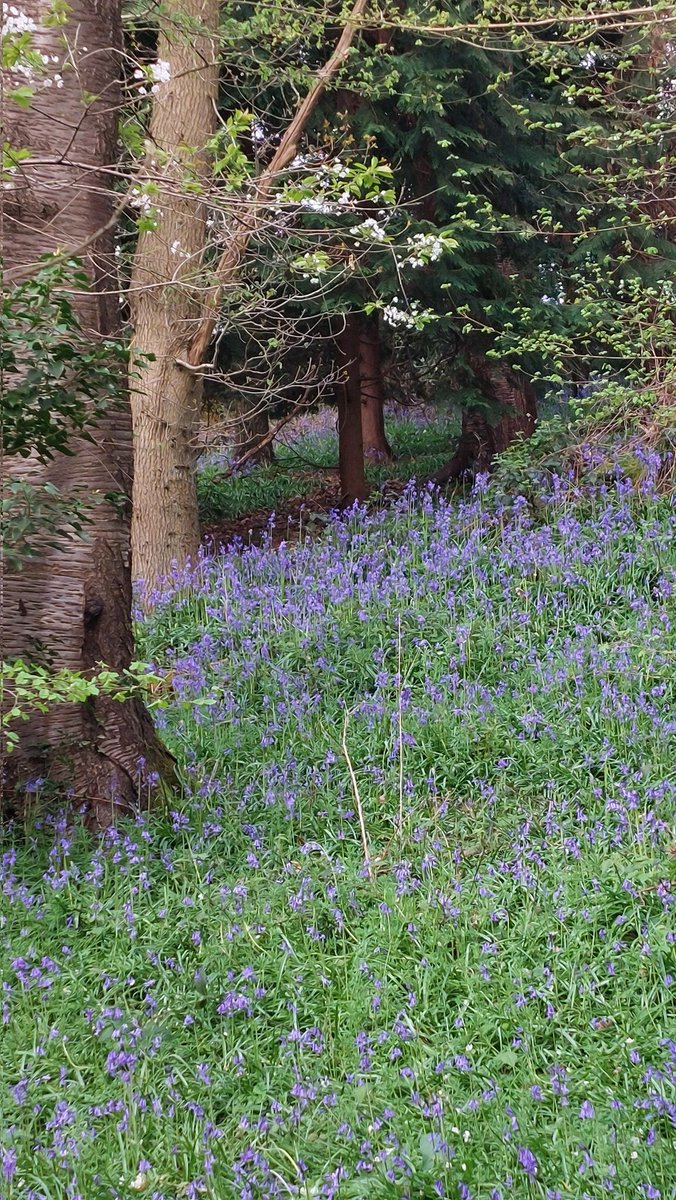 Just1Snap's tweet photo. Walk up to the woods to see the bluebells this morning. I think weather has played havoc with this year's flowers, but still beautiful.
#Bluebells #croxleywoods #scentofspring https://t.co/21UcEeJTnY