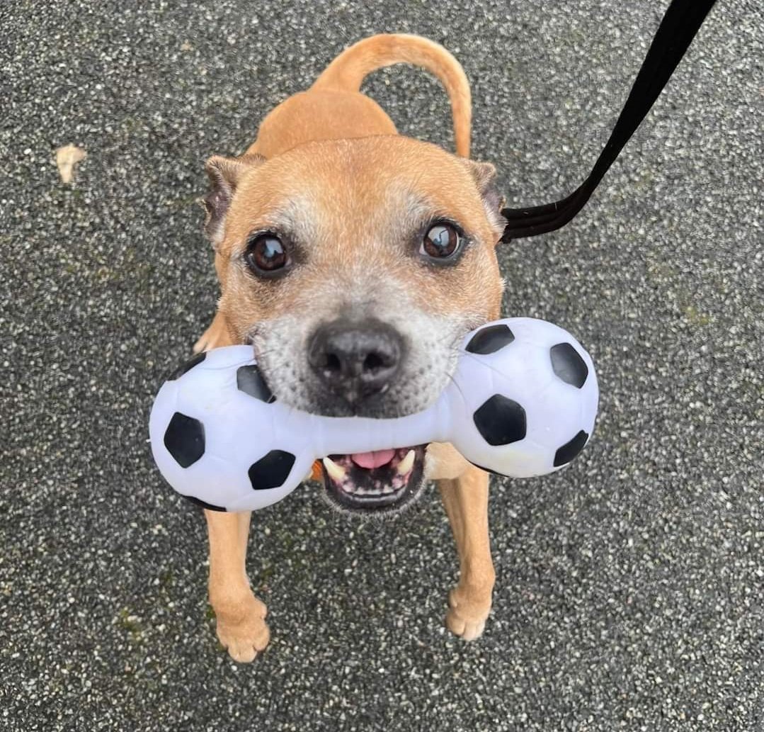 How excited does our marvellous Mr Mutley look for having his fave football dumbell to take on his walkies today 😄🥰😍 He's such a smashing little chap, you'll never have a dull day with Mutley around that is for sure! Let's hope he's on his furever sofa soon 🙏❤️🐾🙏 #TeamZay