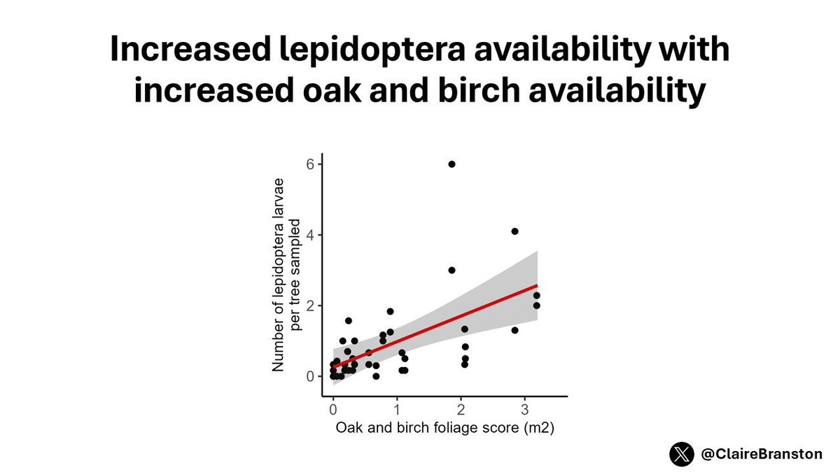 4/6 #BOU2024 #SESH4 🌳🐛 When more Oak and Birch is present, more caterpillars are available to insectivores which likely drives the increase in fledglings. 🌳 It is important to carefully select tree species for planting in urban areas to ensure support for full food chains.