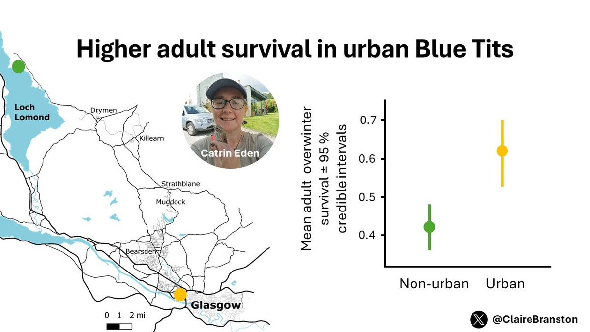 5/6 #BOU2024 #SESH4

🐣 Considering the extremes of our gradient, we see reduced productivity in the urban site.

🐦Overwinter survival in adult Blue Tits is higher in our urban site compared to the non-urban site, which may help compensate for reduced productivity.