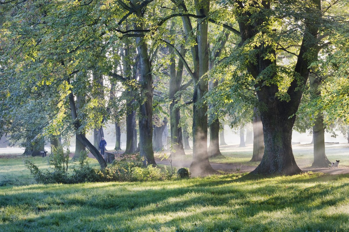 Curious about what kind of trees are all around you? Come to our tree walk in the park where we will explore how to identify each tree species and delve into their links to magic superstitions. The event is on April 21, 11 - 12:30, hosted by Tree Folk Collective #BlossomWatch