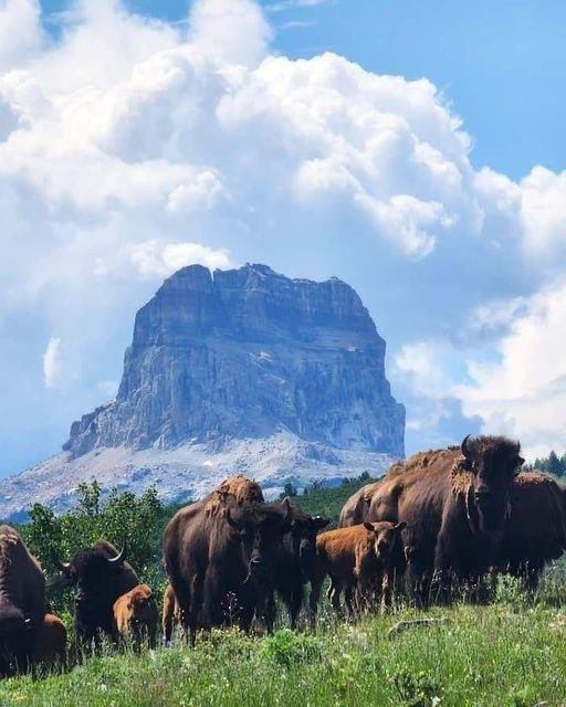 CHIEF MOUNTAIN... THE TALLEST MOUNTAIN ON THE BLACKFEET INDIAN RESERVATION AS WELL AS THE ENTIRE STATE OF MONTANA!!!!! TODAY THE BUFFALO ARE COMING HOME.... ❤️❤️❤️