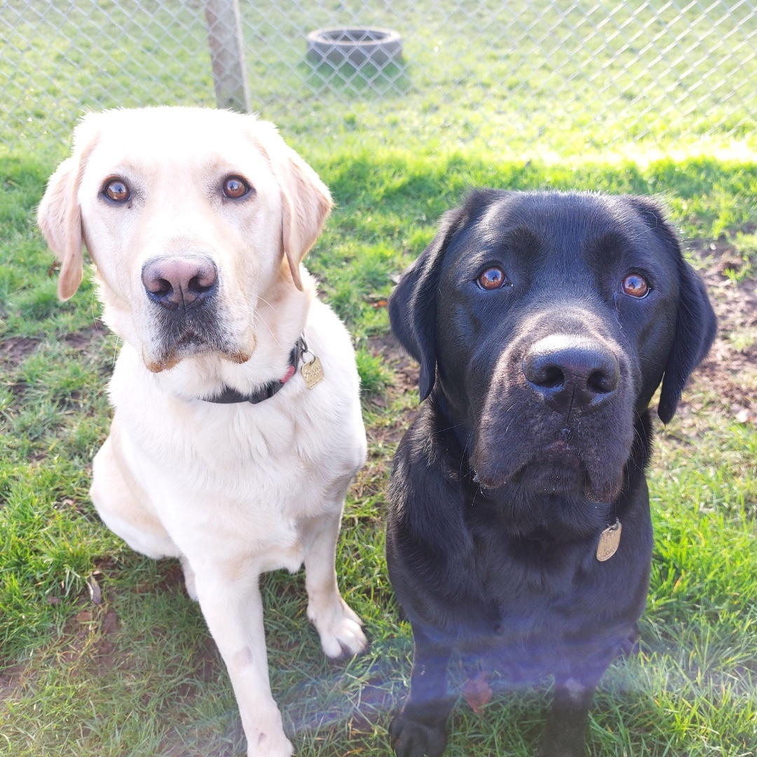 Did you know it's #NationalSiblingsDay ?😊 We're celebrating with some of our guide dog pup siblings. Brother-sister duo Henley and Rada, and brothers Denny and Pete! 🐾 Do you have any pictures of your dog's siblings together? 🐶 [VD: see alt text ]