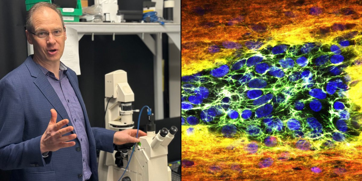 NEWS: Jeroen Eyckmans (@BioDesignCenter) and his @BUMedicine colleague Daniel Roh received a $2 million grant from the Hevolution Foundation to help speed the wound-healing in the elderly by studying wound extracellular matrix and senescence. READ>>bu.edu/kilachandcente…