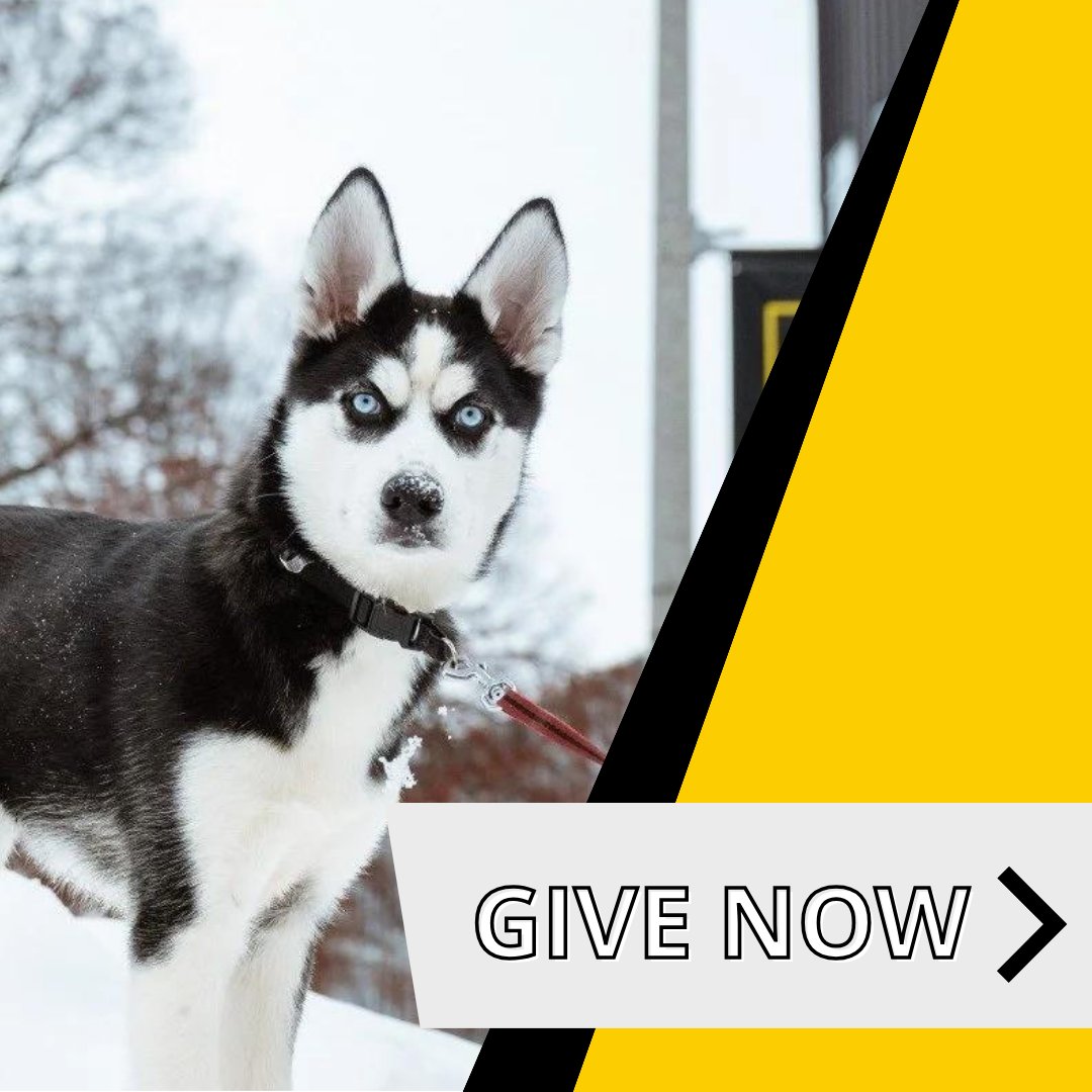 This year for "Give Back to the Pack," please consider making a donation for the Huskies Pep Band! Money raised will go toward travel, instrument upgrades and repairs, and the upkeep or our equipment. Thank you for considering donating! giveback.mtu.edu/amb/huskiespep…