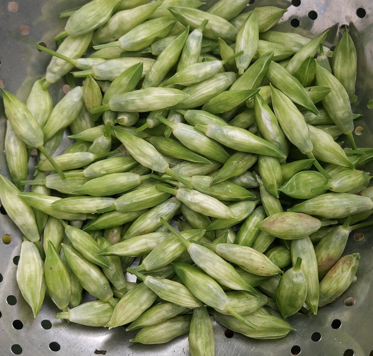 netherfield34's tweet image. A few wild garlic (ramps, ramsons) flowers picked carefully from only a few plants along the hedge to ensure plenty for flowering &amp;amp; setting seed. The scent is incredible. They will be salted tonight before being pickled. #FoodForFree 🌱