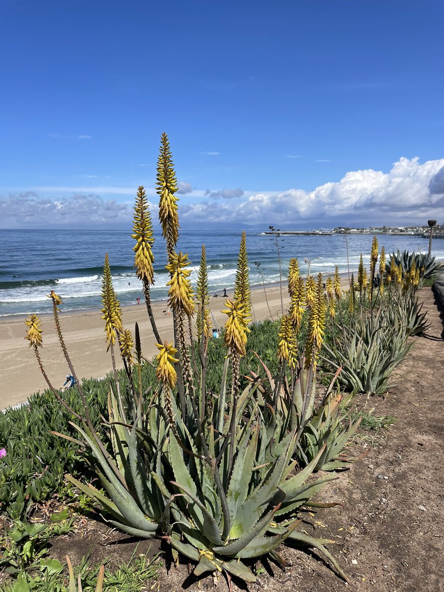 I haven’t seen @JackieYunTweets and a #FlowerReport in a while.
Here’s what’s happening in the #Southbay. How about you?
#spring #SpringBreak #springishere