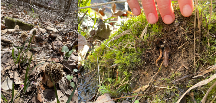 Unsure if it works everywhere, but when morels start popping up here, it's also a good indication that four-toed salamanders (Hemidactylium scutatum) are nesting #herpetology #salamander #amphibian #vernalpools